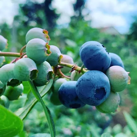 Quinta Vale Salgueiro *