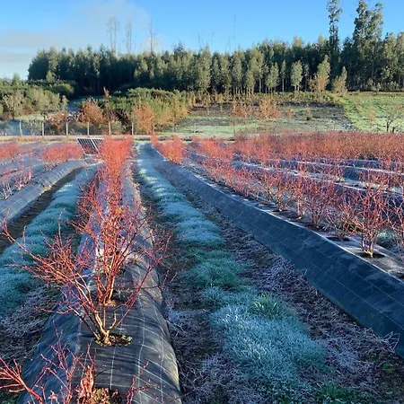 Quinta Vale Salgueiro * Seia