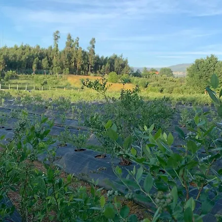 Quinta Vale Salgueiro Apartamento