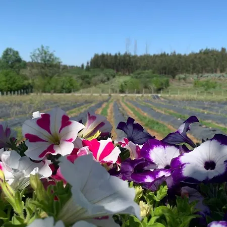 Quinta Vale Salgueiro * Seia