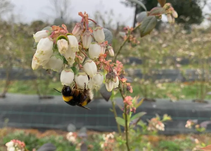 Quinta Vale Salgueiro * Seia