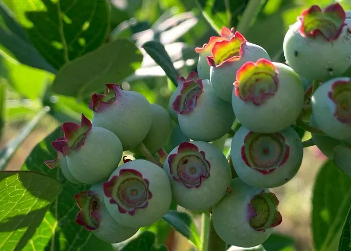 Quinta Vale Salgueiro *