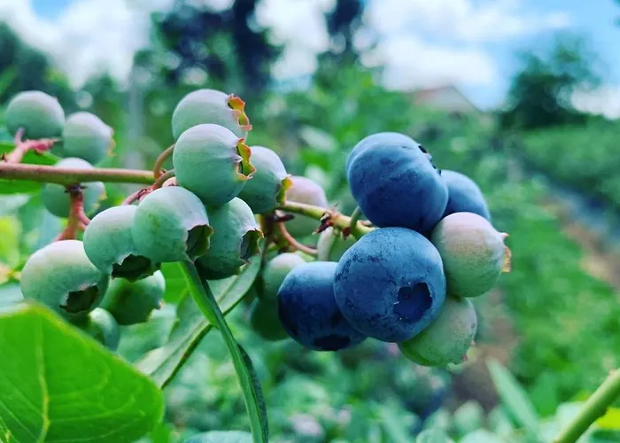 Quinta Vale Salgueiro *