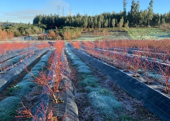 Quinta Vale Salgueiro * Seia