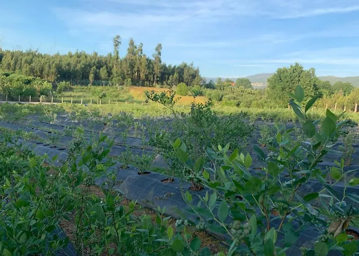 Quinta Vale Salgueiro Apartamento