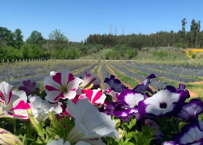 Quinta Vale Salgueiro * Seia