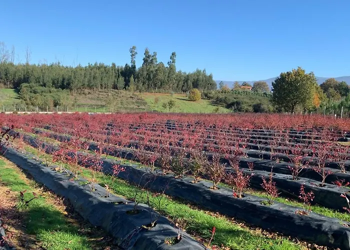 Quinta Vale Salgueiro * Seia